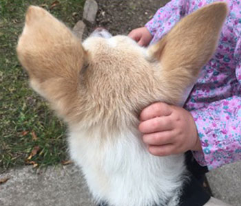 Kinder freuen sich über den Hund • Möbelhaus Roßberg Kinder freuen sich über den Hund • Möbelhaus Roßberg